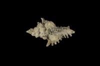 藏品(黑千手螺)的圖片